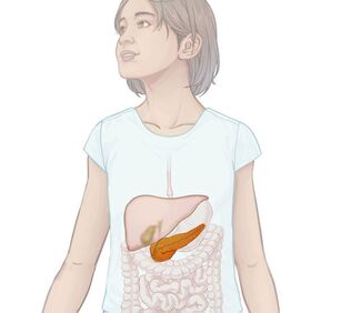 enzimele pancreasului Sistemul digestiv Arde grasimi pancreatice